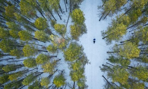 Jak zrównoważone leśnictwo pomaga w walce ze zmianami klimatu