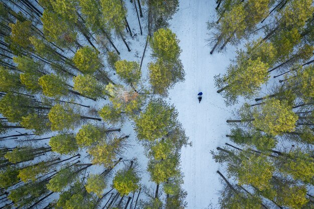 Jak zrównoważone leśnictwo pomaga w walce ze zmianami klimatu